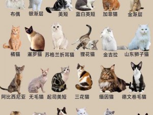 天刀手游猫咪繁育攻略：从入门到精通的养猫繁育指南