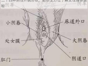 二十四种阴性外貌形状，助你全方位了解女性身体奥秘