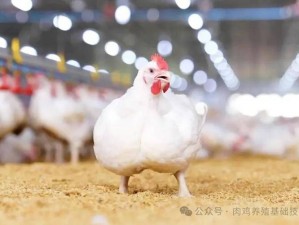 体验超级肉禽系统，感受不一样的养殖乐趣