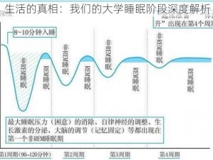 生活的真相：我们的大学睡眠阶段深度解析