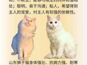 猫来了：探索猫咪世界的乐趣与精彩简介