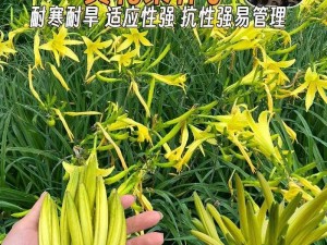 多汁的 omega 一盆黄花菜，清爽可口，营养丰富，是您健康生活的好选择