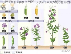 一小时人生豌豆种植法详解：以培育干豆荚为核心的全过程指南