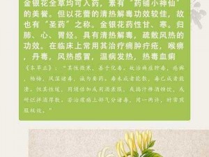 双管齐下金银花，清热解毒，口感纯正，让你健康每一天