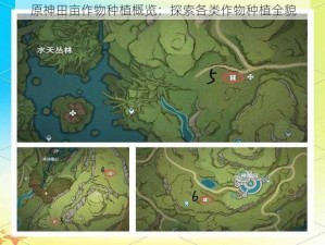 原神田亩作物种植概览：探索各类作物种植全貌