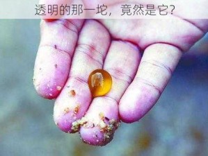 透明的那一坨，竟然是它？