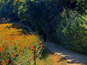 野花免费观看日本韩国高清完整版视频，精彩内容不断