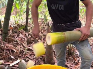 可看拔萝卜的软件，看视频轻松学农技