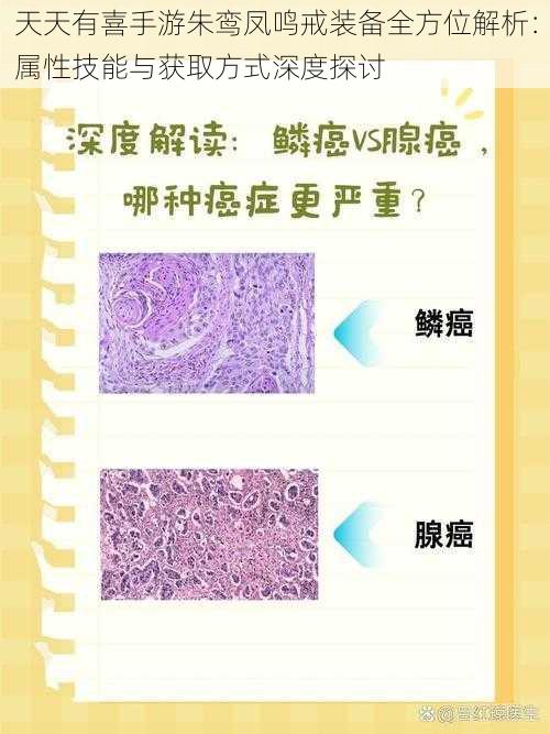 天天有喜手游朱鸾凤鸣戒装备全方位解析：属性技能与获取方式深度探讨