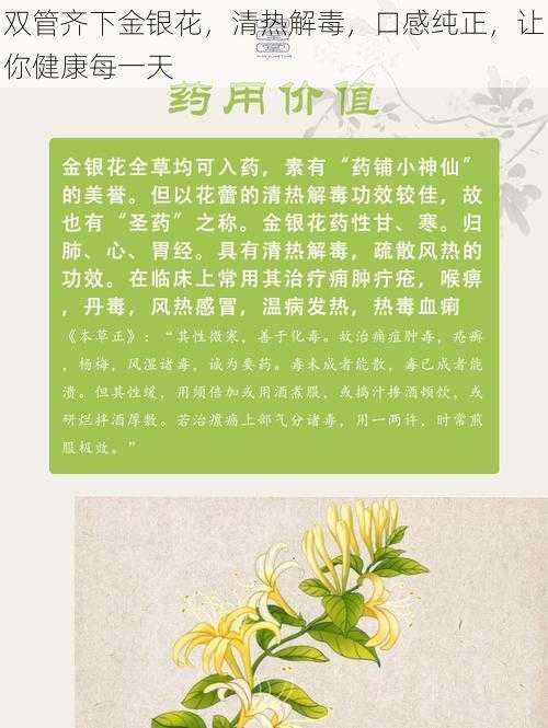 双管齐下金银花，清热解毒，口感纯正，让你健康每一天