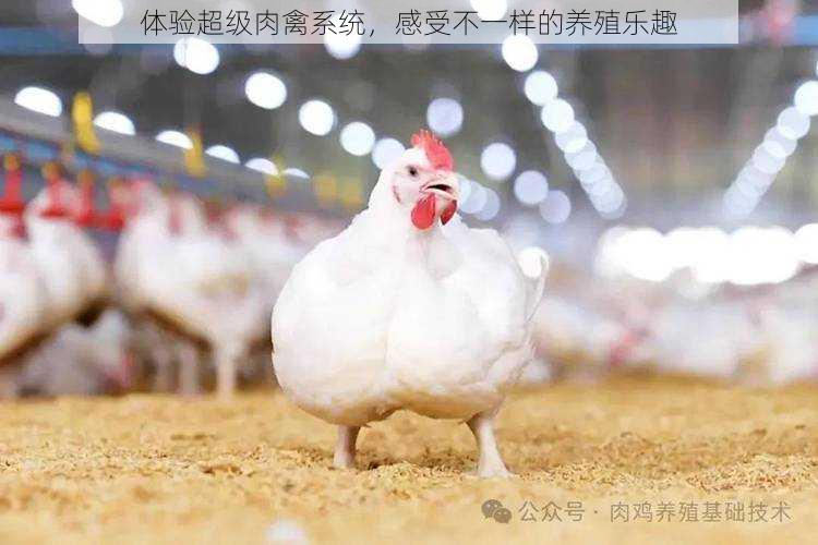 体验超级肉禽系统，感受不一样的养殖乐趣