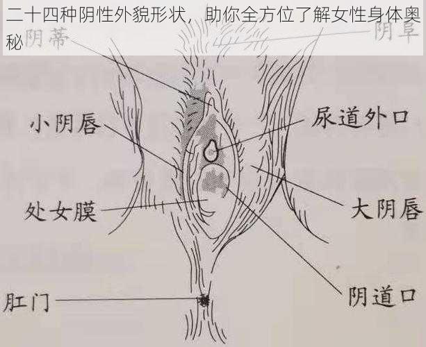 二十四种阴性外貌形状，助你全方位了解女性身体奥秘