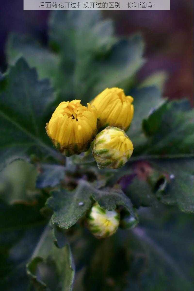 后面菊花开过和没开过的区别，你知道吗？