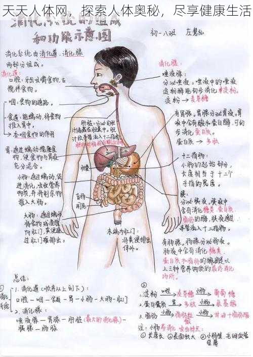 天天人体网，探索人体奥秘，尽享健康生活