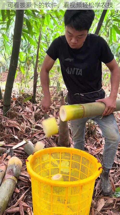 可看拔萝卜的软件，看视频轻松学农技