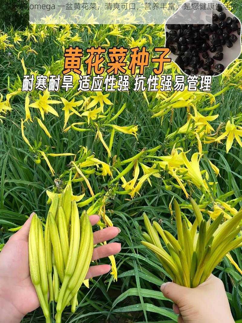 多汁的 omega 一盆黄花菜，清爽可口，营养丰富，是您健康生活的好选择