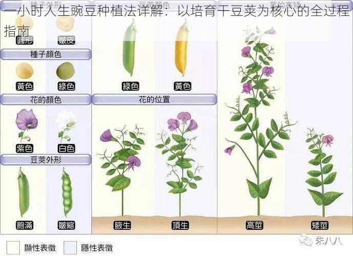 一小时人生豌豆种植法详解：以培育干豆荚为核心的全过程指南