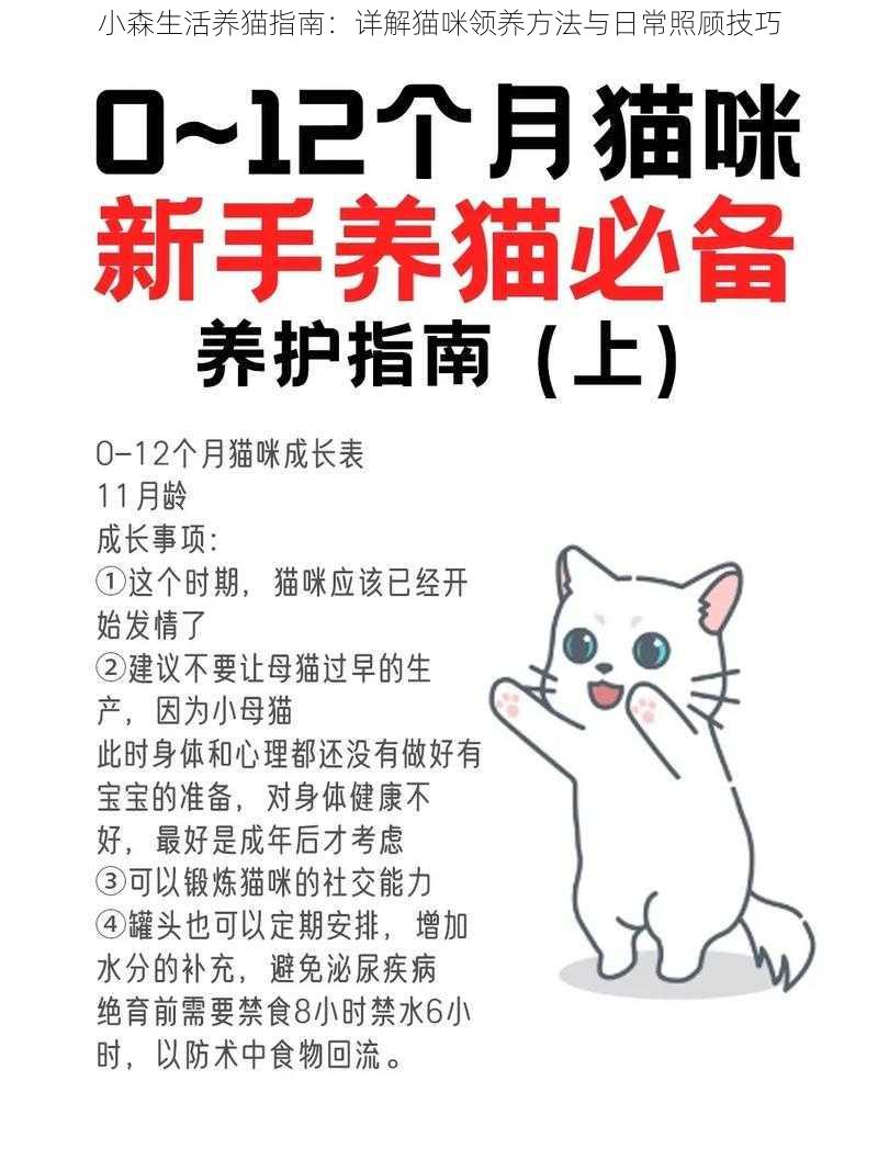 小森生活养猫指南：详解猫咪领养方法与日常照顾技巧