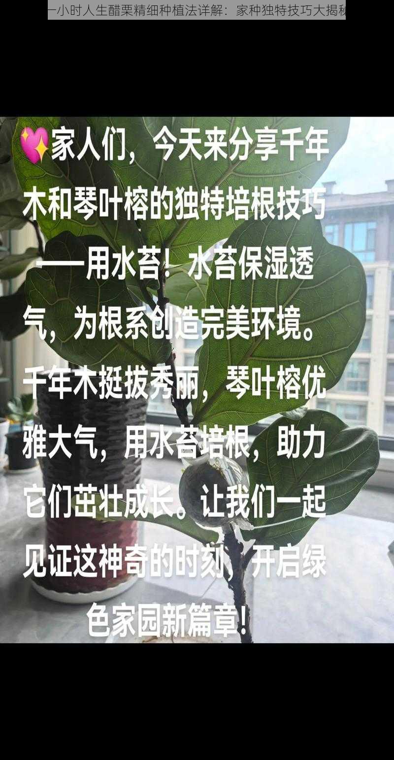 一小时人生醋栗精细种植法详解：家种独特技巧大揭秘