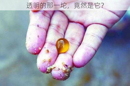 透明的那一坨，竟然是它？