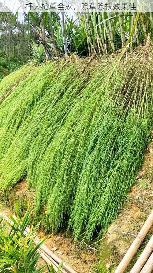 一杆大枪草全家,除草除根效果佳