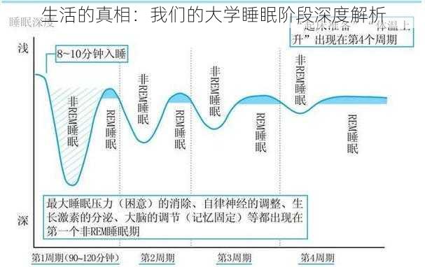 生活的真相：我们的大学睡眠阶段深度解析