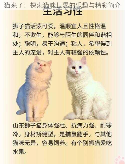 猫来了：探索猫咪世界的乐趣与精彩简介