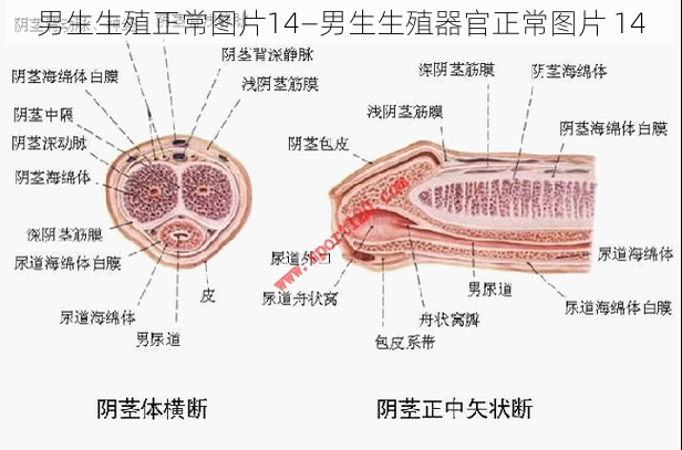 男生生殖正常图片14—男生生殖器官正常图片 14