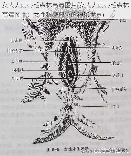 女人大荫蒂毛森林高清图片(女人大荫蒂毛森林高清图片：女性私密部位的神秘世界)