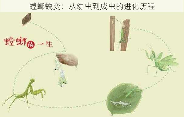 螳螂蜕变：从幼虫到成虫的进化历程