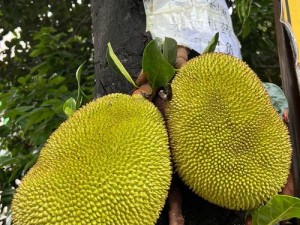 菠萝菠萝蜜在线视频;菠萝菠萝蜜在线视频：一段神奇的旅程