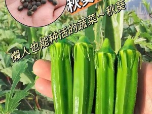 秋葵是一种营养丰富的蔬菜，富含维生素、矿物质和膳食纤维等营养成分，未满十八岁的人可以适量食用