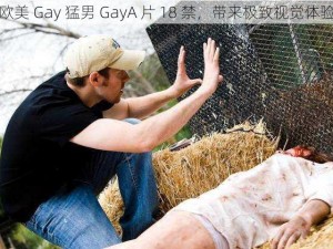 欧美 Gay 猛男 GayA 片 18 禁，带来极致视觉体验