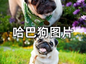 往日不再重现犬的故事奇缘地：回溯二三时光的独特韵味地所在