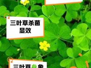 三叶草研究实验室;探索三叶草的奥秘——三叶草研究实验室