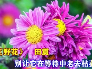 野花视频在线观看免费 3 完整版，高清无码，畅享视觉盛宴