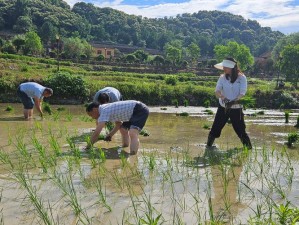 108 种插秧方式，助你轻松掌握高效种植技巧