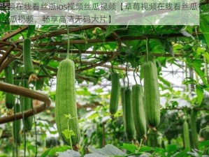 草莓视频在线看丝瓜ios视频丝瓜视频【草莓视频在线看丝瓜视频 ios 视频丝瓜视频，畅享高清无码大片】