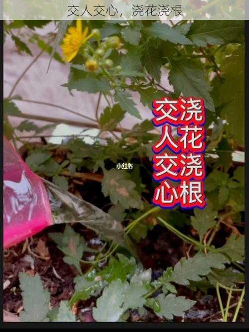 交人交心，浇花浇根