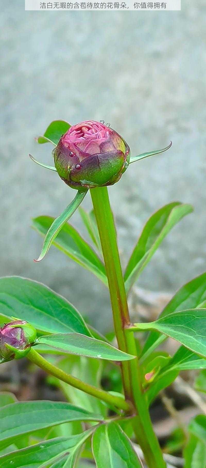 洁白无瑕的含苞待放的花骨朵，你值得拥有