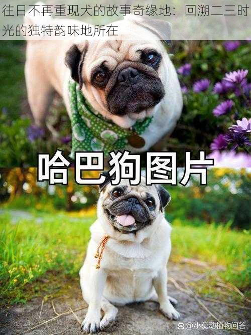 往日不再重现犬的故事奇缘地：回溯二三时光的独特韵味地所在