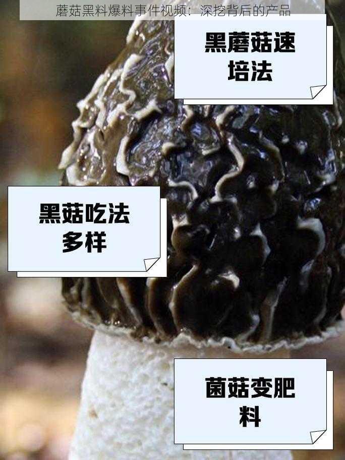 蘑菇黑料爆料事件视频：深挖背后的产品