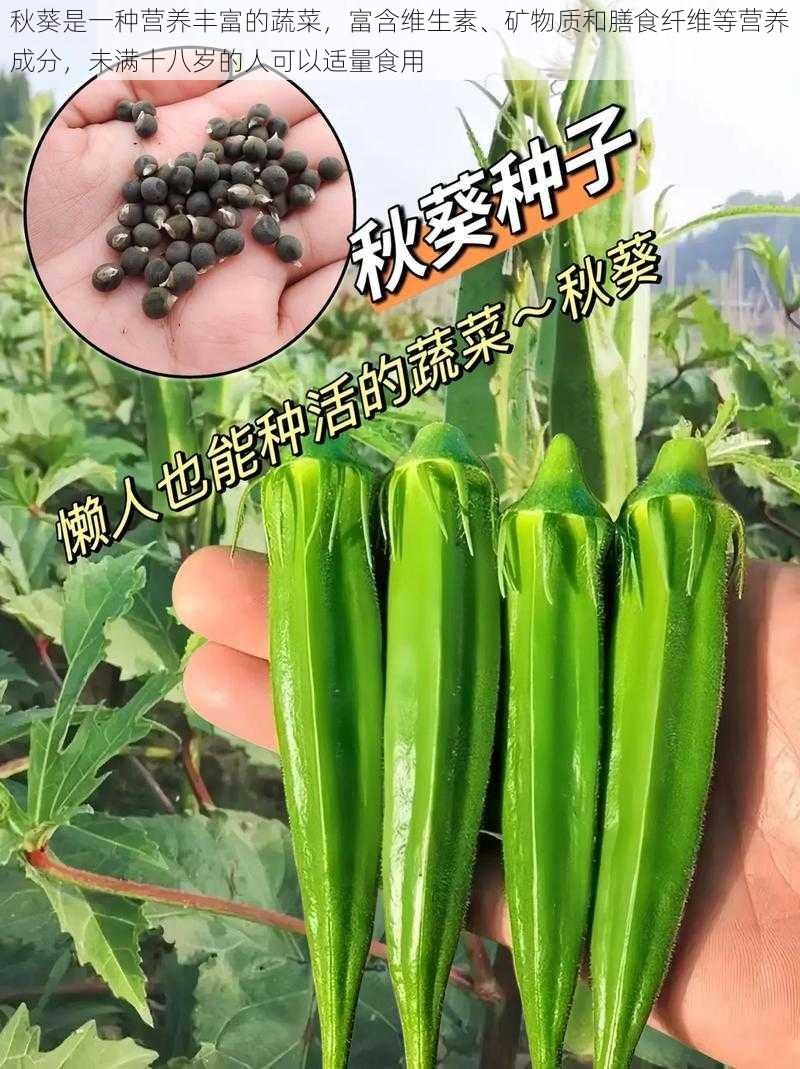 秋葵是一种营养丰富的蔬菜，富含维生素、矿物质和膳食纤维等营养成分，未满十八岁的人可以适量食用