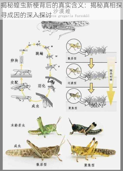 揭秘蝗虫新梗背后的真实含义：揭秘真相探寻成因的深入探讨