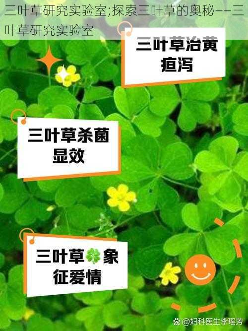 三叶草研究实验室;探索三叶草的奥秘——三叶草研究实验室