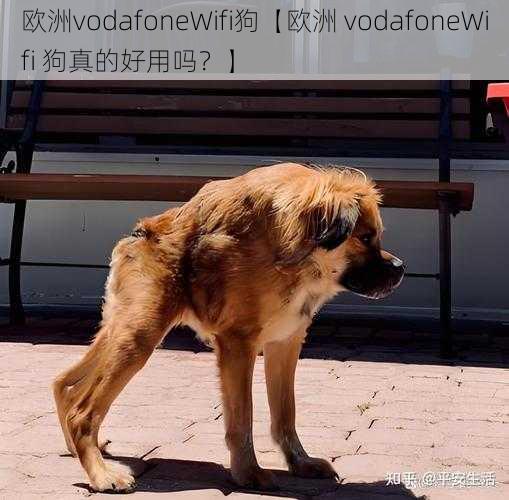 欧洲vodafoneWifi狗【欧洲 vodafoneWifi 狗真的好用吗？】