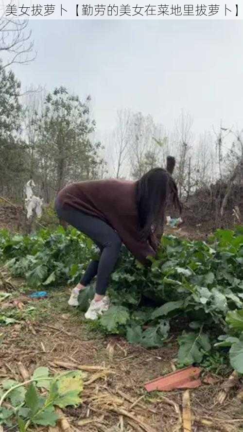 美女拔萝卜【勤劳的美女在菜地里拔萝卜】