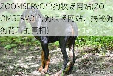 ZOOMSERVO兽狗牧场网站(ZOOMSERVO 兽狗牧场网站：揭秘狗狗背后的真相)