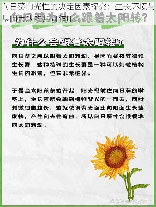 向日葵向光性的决定因素探究：生长环境与基因表达的共同作用